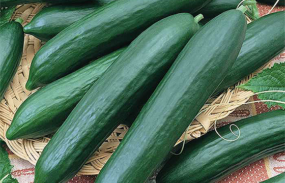Cucumber - English Telegraph - Long Slicer